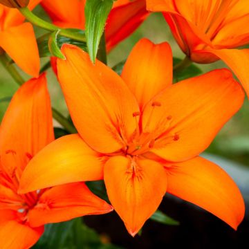 Lilium asiatic Orange - Pack of Five