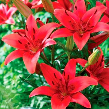 Lilium asiatic Red - Pack of Five