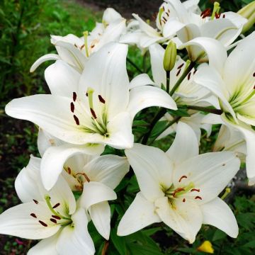 Lilium asiatic White - Pack of Five