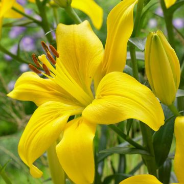 Lilium asiatic Yellow - Pack of Five