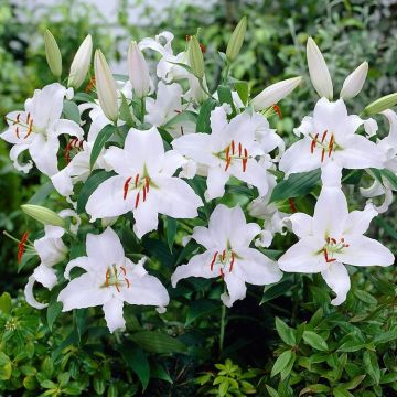Lilium Mother's Choice - Pack of 2