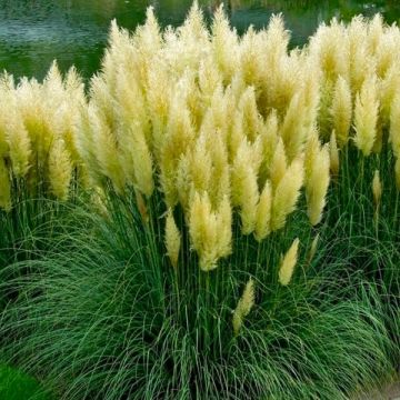 Cortaderia Lime Green Mistral - Pampas Grass