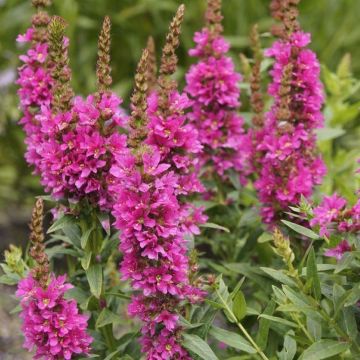 Lythrum salicaria 'Robert'