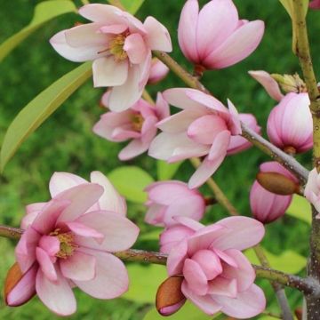 Magnolia Fairy Blush -  Evergreen Tulip Tree circa 100cm