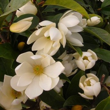 Magnolia Fairy Cream -  Evergreen Tulip Tree circa 100cm