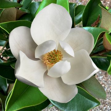 Magnolia grandiflora Galissoniere - Bull Bay - circa 100-120cm