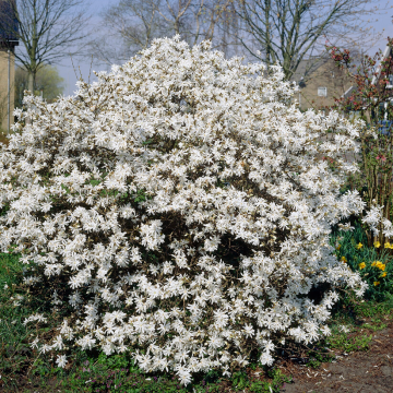 Magnolia Stellata - Tulip Tree