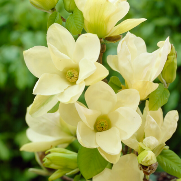 Magnolia denudata Yellow River