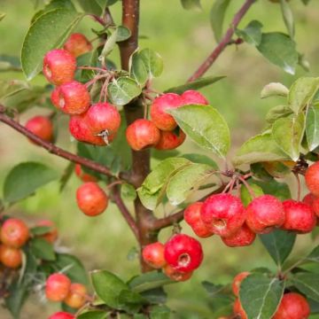 Malus Evereste - Crabapple - circa 130-150cm Tree