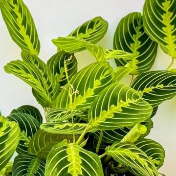 Maranta Lemon Lime - Prayer Plant