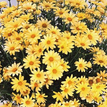 Giant Flowered Yellow Marguerite Daisy Bushes - Argyranthemum frutescens - Perfect for Patio