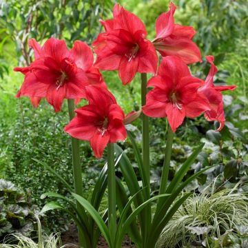 Garden Amaryllis - MasterMind - Hippeastrum - Pack of THREE