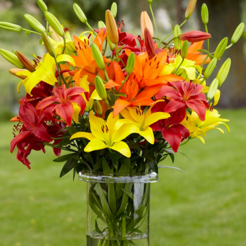 Lilium Sunset Shades - Pack of 30