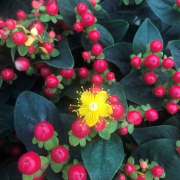 Hypericum Miracle Red