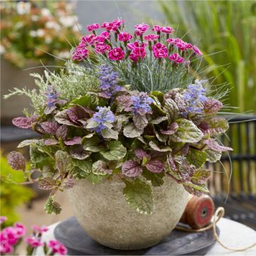 Stunning Autumnal Mixed Container