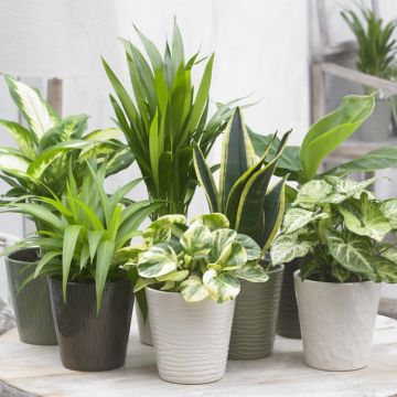 Houseplant Roulette - Lucky Dip Houseplant