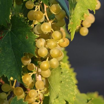 Large circa 5-6ft Grape Vine - Vitis vinifera Moscotel - White Grape Vine