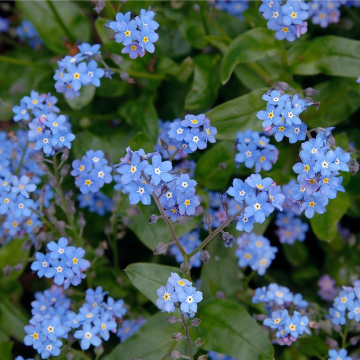 Myosotis Blue - Forget-me-not 