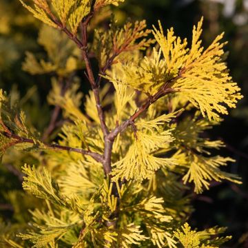 Calocedrus decurrens 'Maupin Glow'