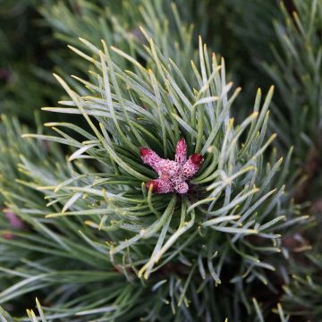 Pinus sylvestris Watereri