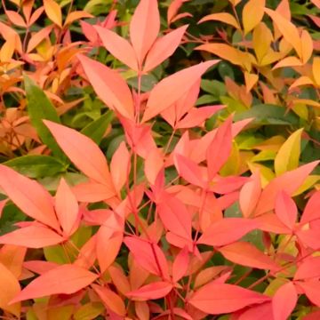 Nandina Magical Sunrise