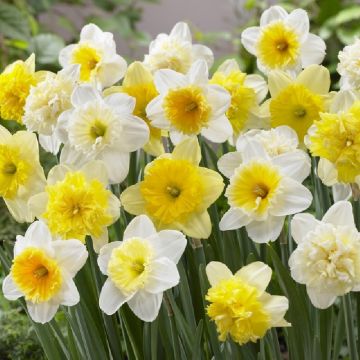 Daffodil The Ice Follies - Pack of 15 Bulbs