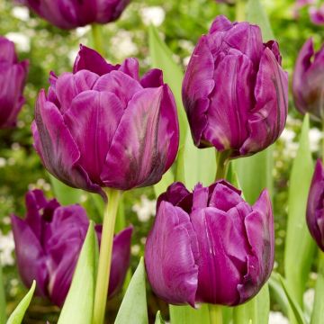 Tulip Negrita Double - Pack of 6