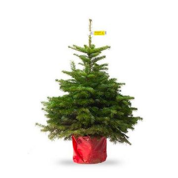 Fresh Potted Non-Drop Luxury Nordman Fir Christmas Tree - circa 3ft