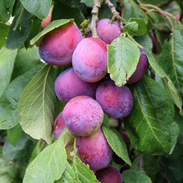 Plum - Prunus Domestica Opal 