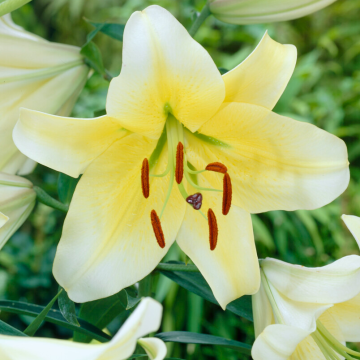 Pair of Giant Skyscraper Towering Tree-like Oriental Lily Bulbs - Conca d'or