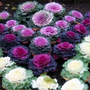 Ornamental Brassica Cabbage Selection - Pack of TEN Plants