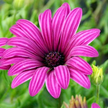 Osteospermum Nairobi Purple - Tresco Purple Cape Daisy