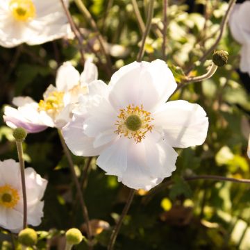 Anemone hybride Dreaming Swan - Wind flower or Japanese Anemone