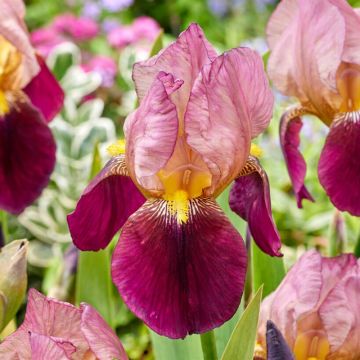 Iris 'Indian Chief'