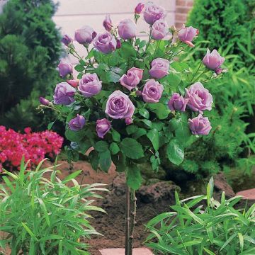 Pair of LARGE Standard Rose Trees - Pacific