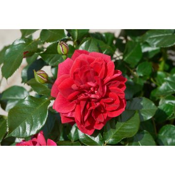 Rose Palace Isla ™ - Patio Shrub Rose