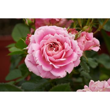 Rose Palace Tabor- Patio Shrub Rose