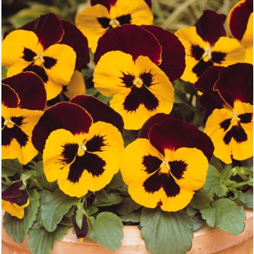 Pansy Red Wing - in Bud and Bloom