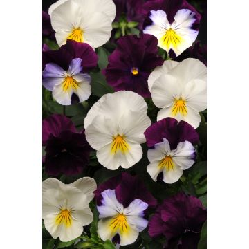 Pansy Trailing Berries & Cream Mixed