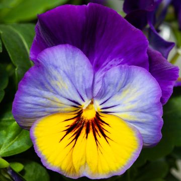 Pansy Morpho BLUE & YELLOW - in Bud and Bloom