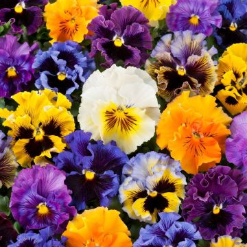 Pansy Frizzle Sizzle Mix - in Bud and Bloom