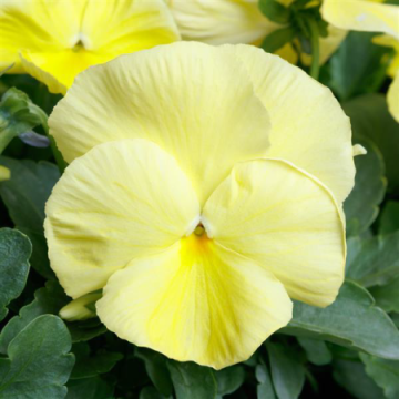 Pansy Trailing Primrose - Coolwave Lemon in Bud and Bloom