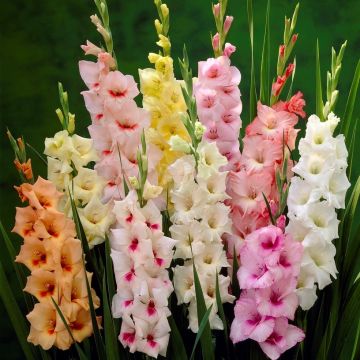 Gladiolus Giant Flowered Pastel Mix - Pack of 25 Gladioli Corms