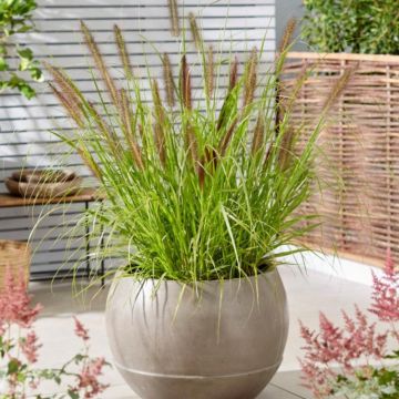 Pennisetum alopecuroides 'Black Beauty' - Fountain Grass