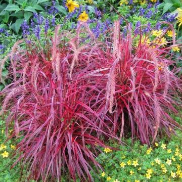 Pennisetum setaceum 'Fireworks' 