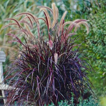 Pennisetum × advena 'Rubrum'