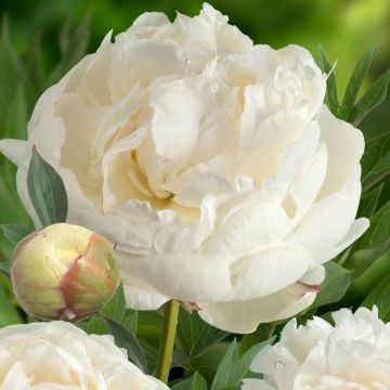 Paeonia Snowy Mountain - Peony Snowy Mountain