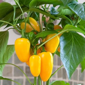 Sweet Pepper Plant - Snack Yellow
