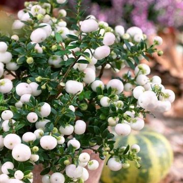 Pernettya mucronata White Pearl - Evergreen Prickly Heath Gaultheria