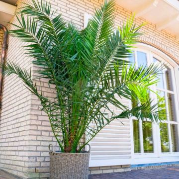 Giant Phoenix canariensis - Canary Island Date Palm - LARGE circa 5-6ft PATIO PALM TREES 150-180cm